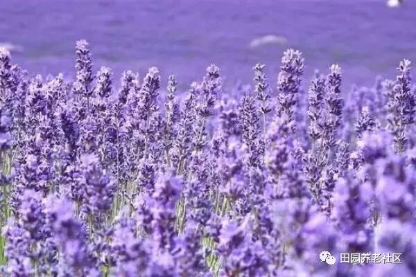 驱蚊草种植方法
