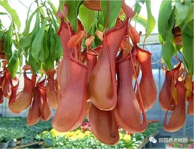 驱蚊草种植方法