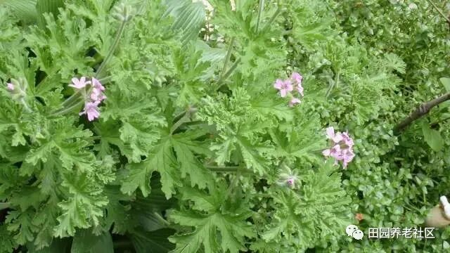 驱蚊草种植方法