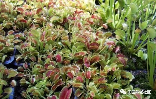 驱蚊草种植方法