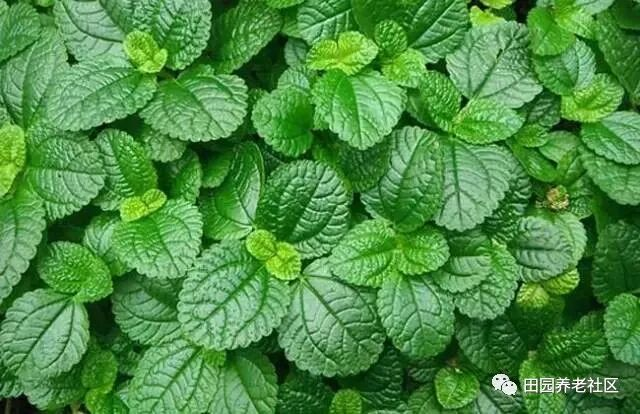 驱蚊草种植方法