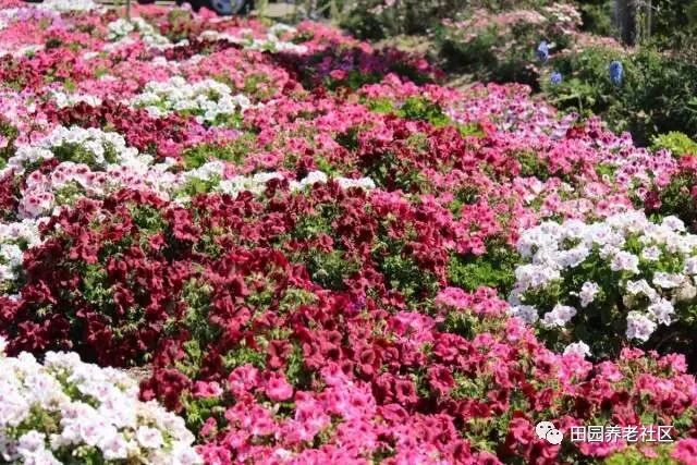 驱蚊草种植方法