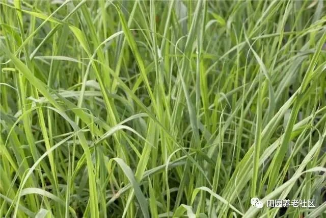 驱蚊草种植方法