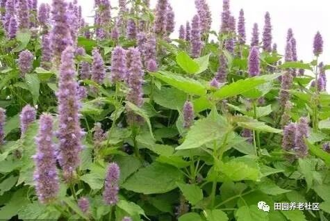 驱蚊草种植方法