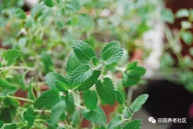 驱蚊草种植方法