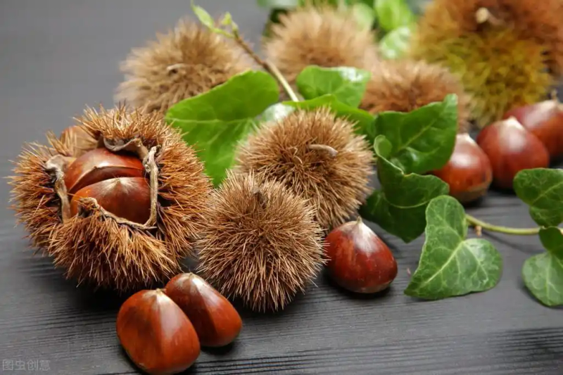 栗子树种植方法