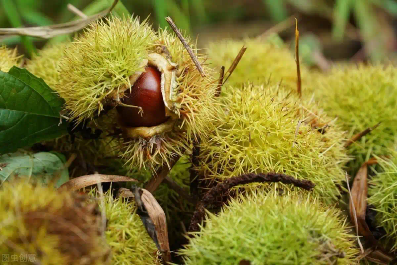 栗子树种植方法