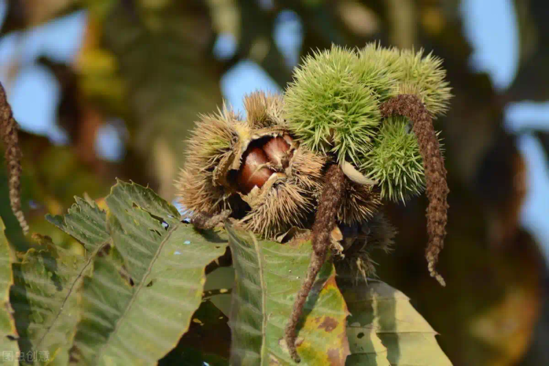 栗子树种植方法