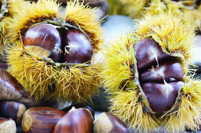 栗子树种植方法