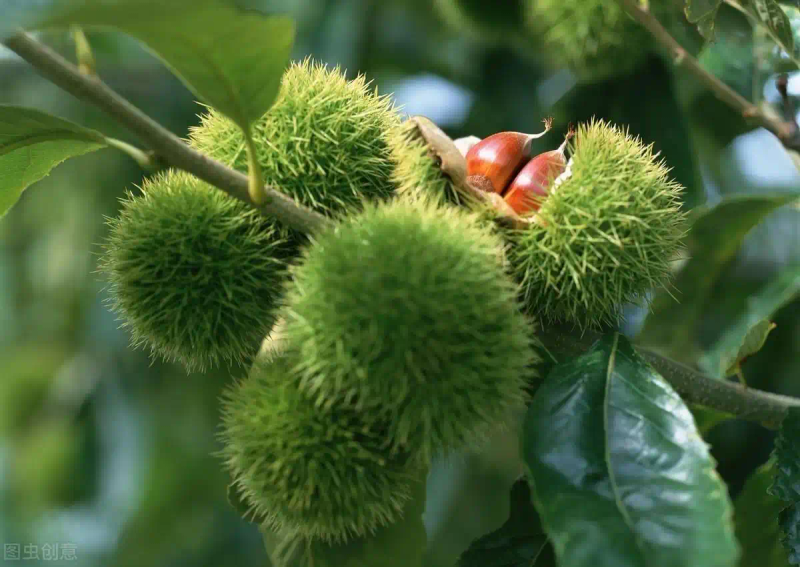 栗子树种植方法