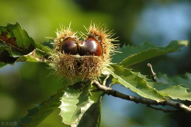 栗子树种植方法