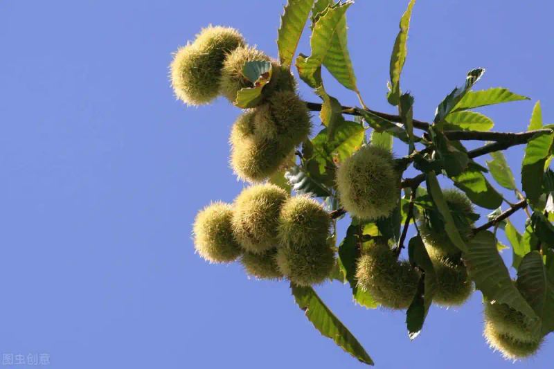 栗子树种植方法