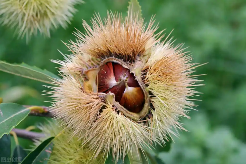 栗子树种植方法