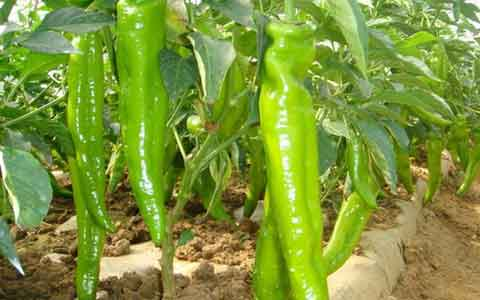 辣椒种植时间和方法