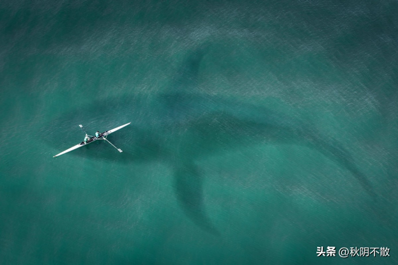 关于蓝鲸的简单特点