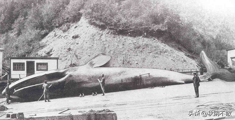 关于蓝鲸的简单特点