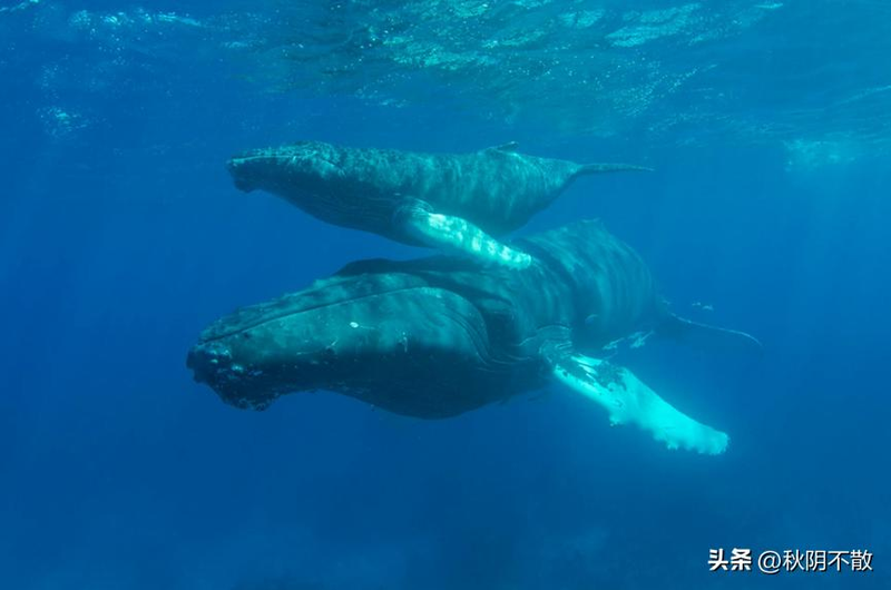 关于蓝鲸的简单特点