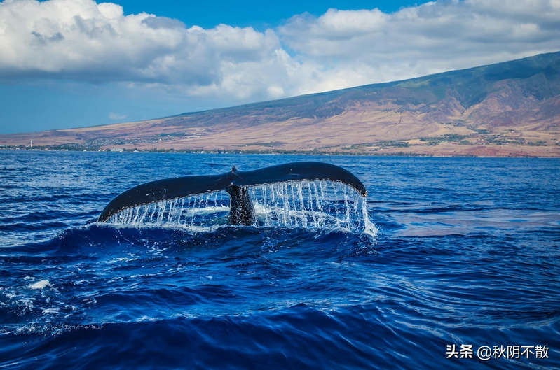 关于蓝鲸的简单特点