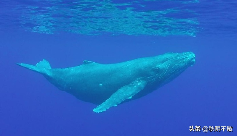 关于蓝鲸的简单特点