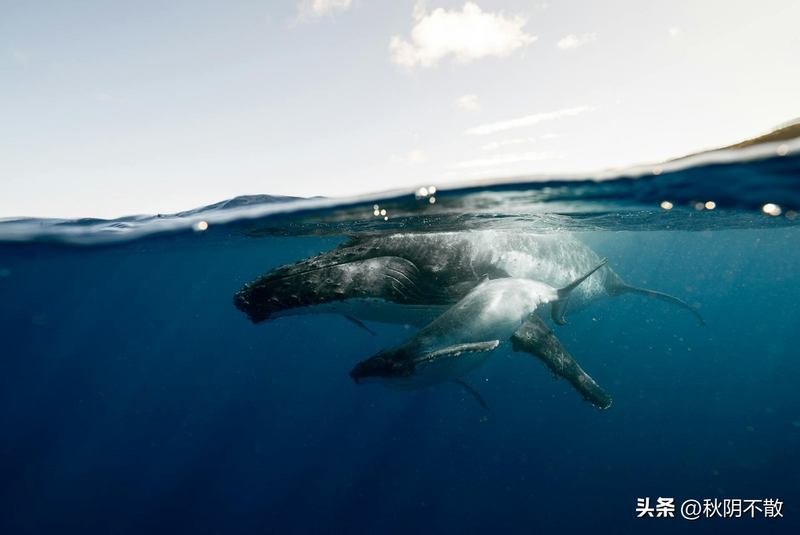 关于蓝鲸的简单特点