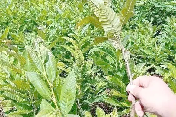 栗子树种植方法
