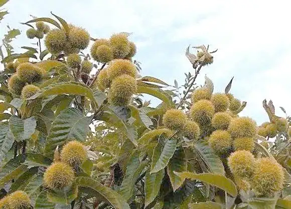 栗子树种植方法