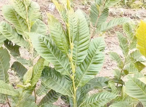 栗子树种植方法