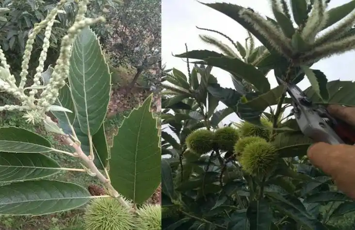 栗子树种植方法