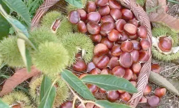 栗子树种植方法