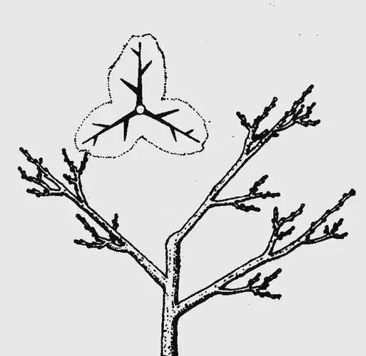 栗子树种植方法