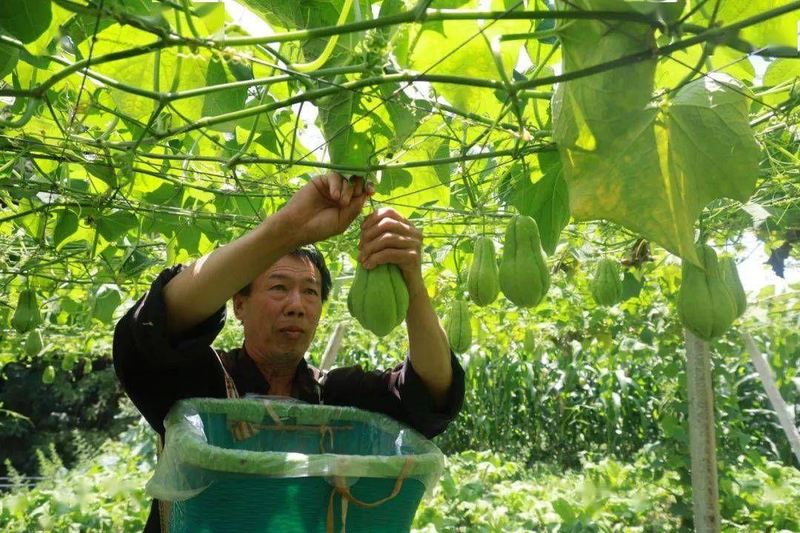 佛手瓜苗种植技术视频