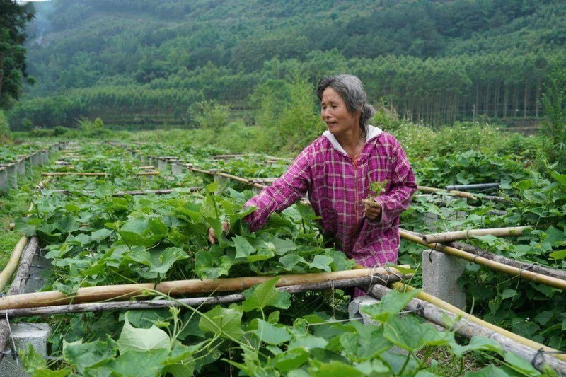 佛手瓜苗种植技术视频