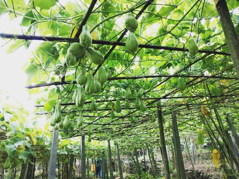 佛手瓜苗种植技术视频