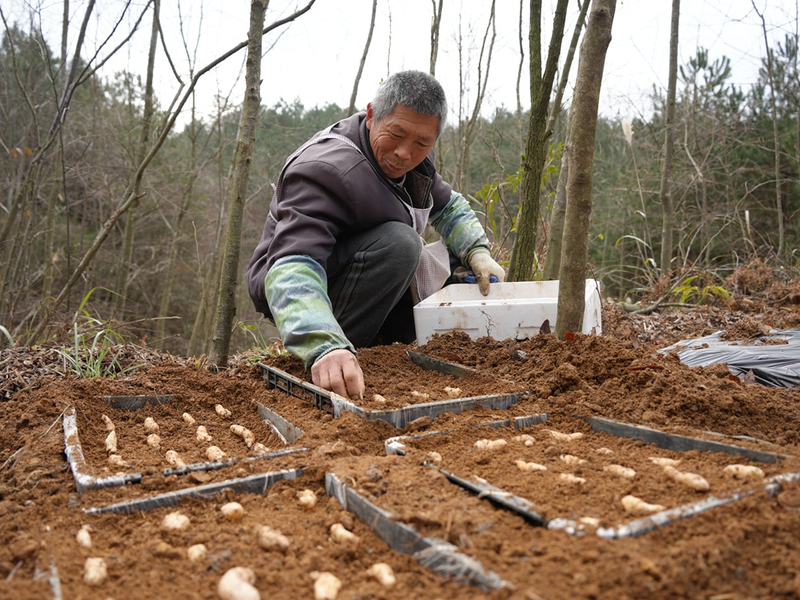 林下天麻种植技术