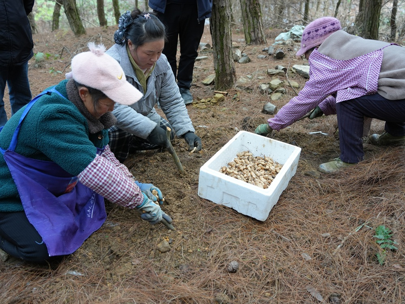 林下天麻种植技术