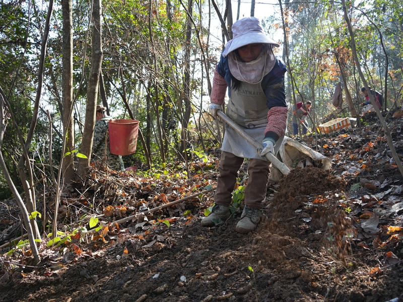 林下天麻种植技术