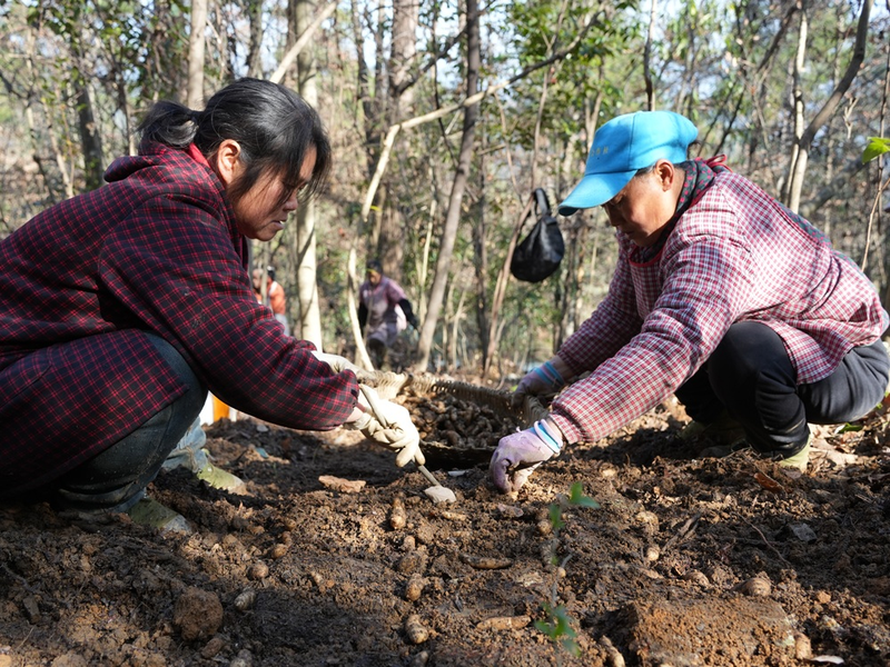 林下天麻种植技术