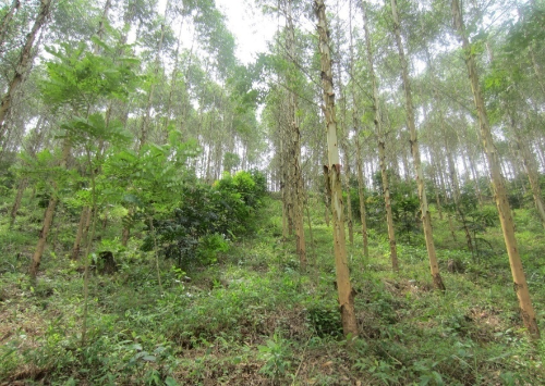 速生桉树种植技术