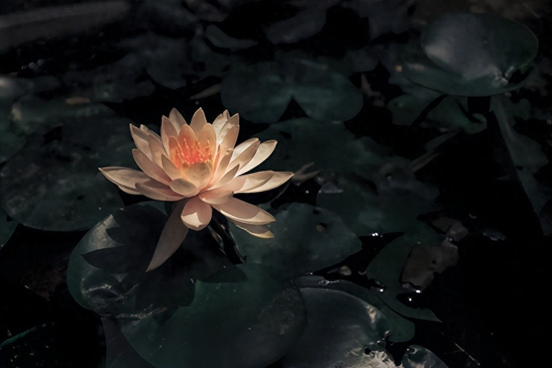 水族缸睡莲的种植方法