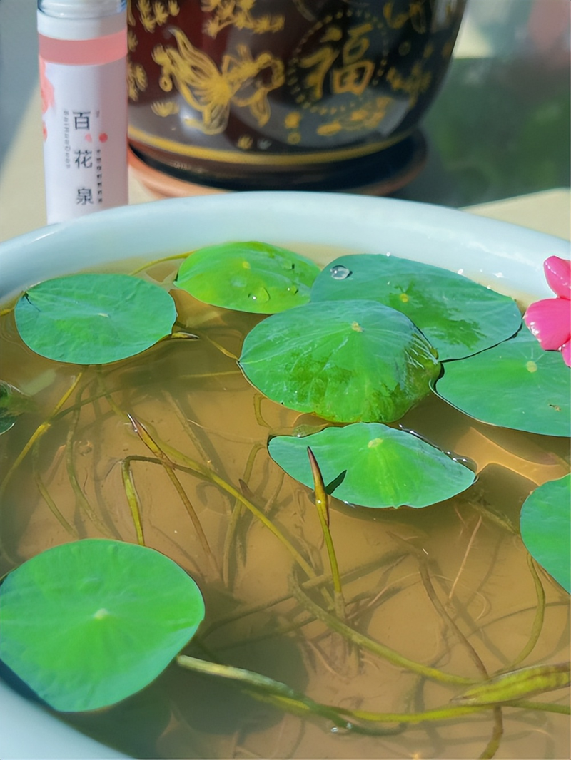 水族缸睡莲的种植方法