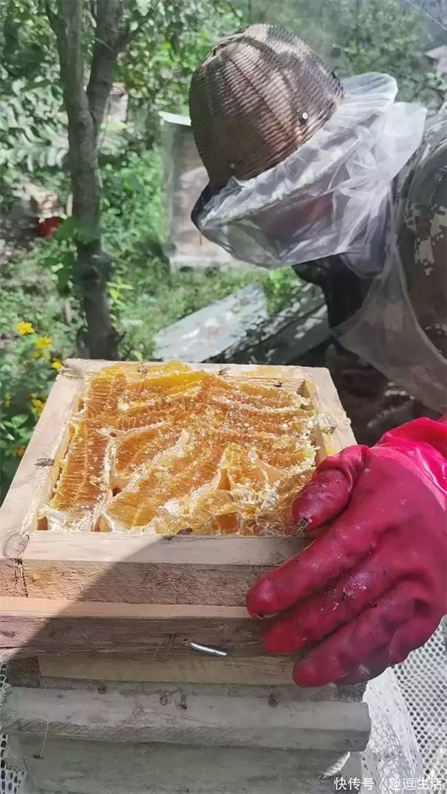 林下天麻种植技术