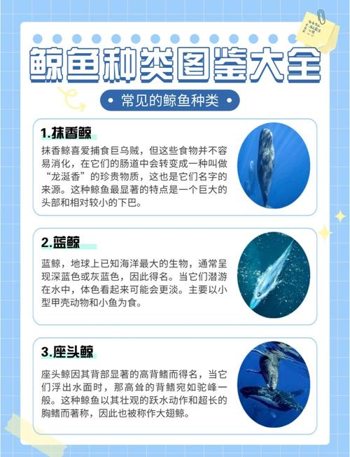关于蓝鲸的简单特点