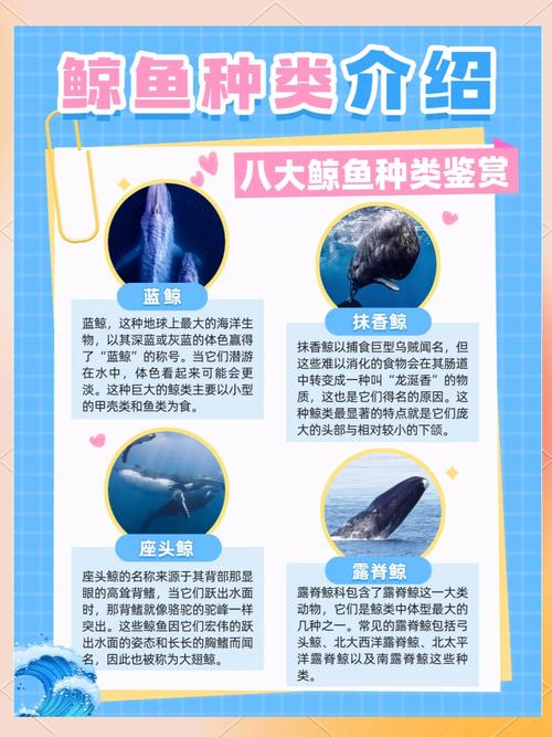 关于蓝鲸的简单特点