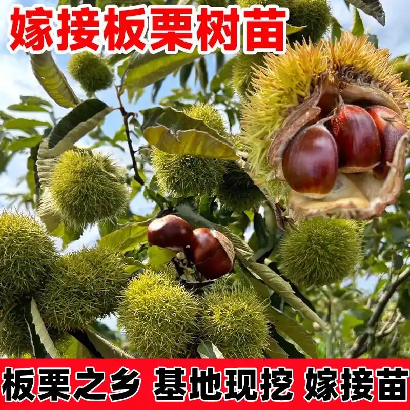 栗子树种植方法