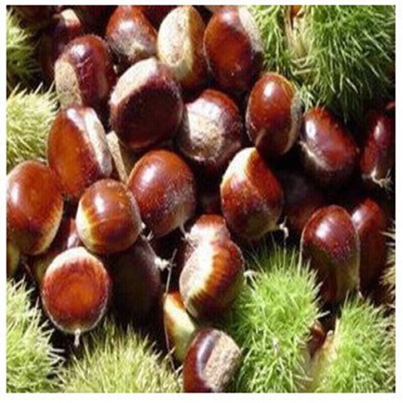 栗子树种植方法