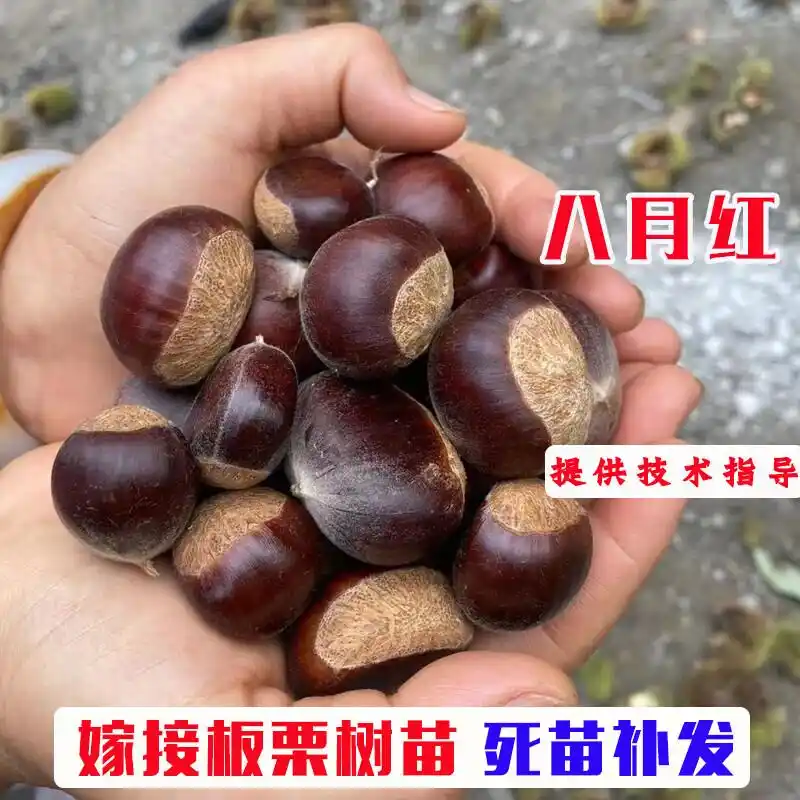 栗子树种植方法