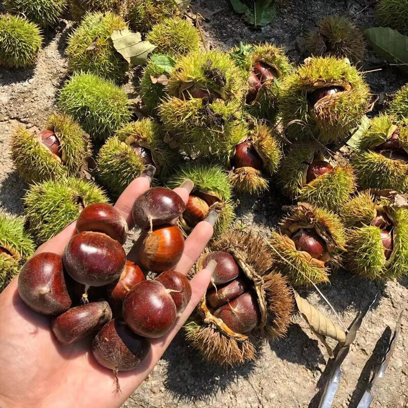 栗子树种植方法