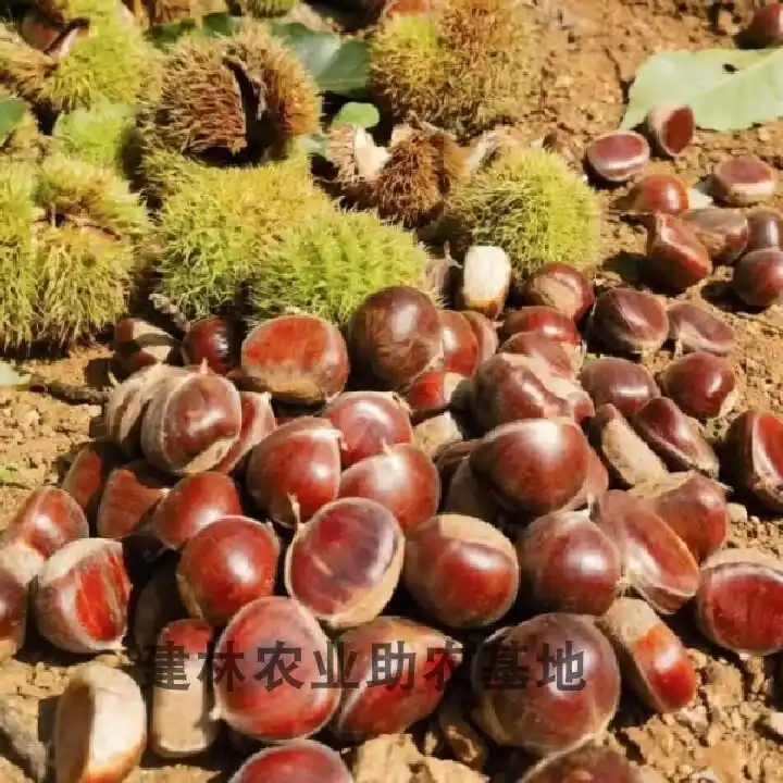 栗子树种植方法