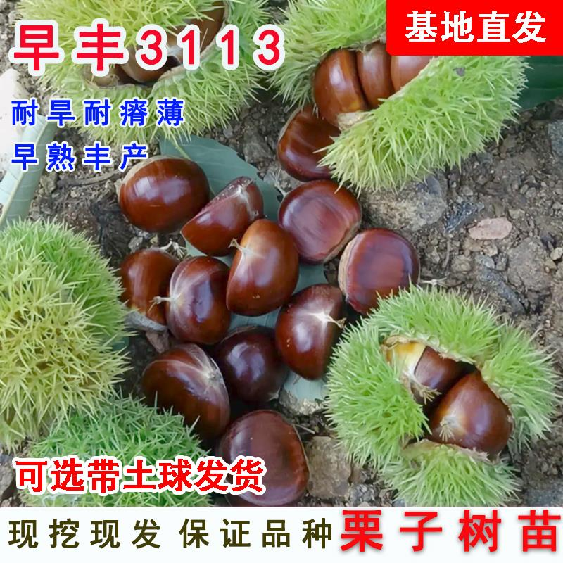 栗子树种植方法