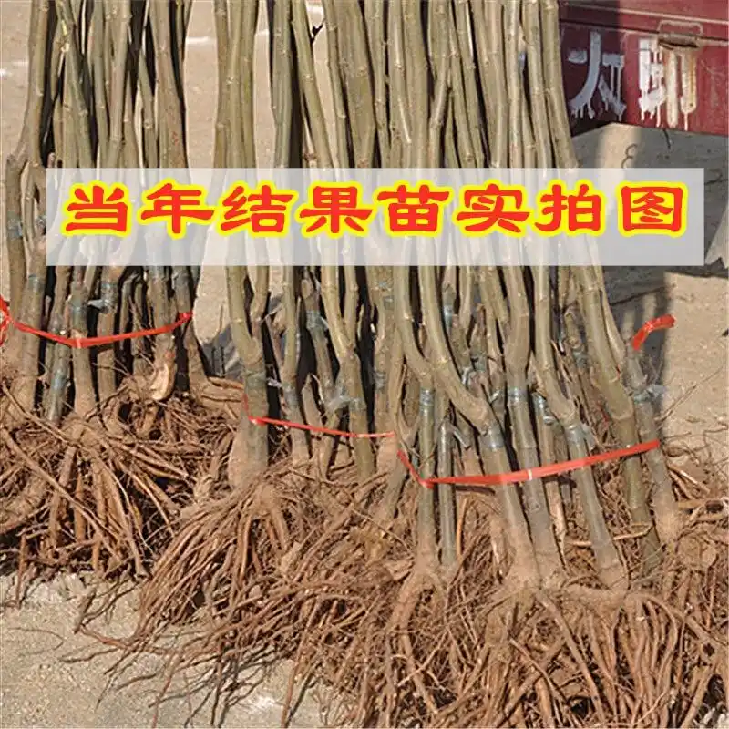 栗子树种植方法